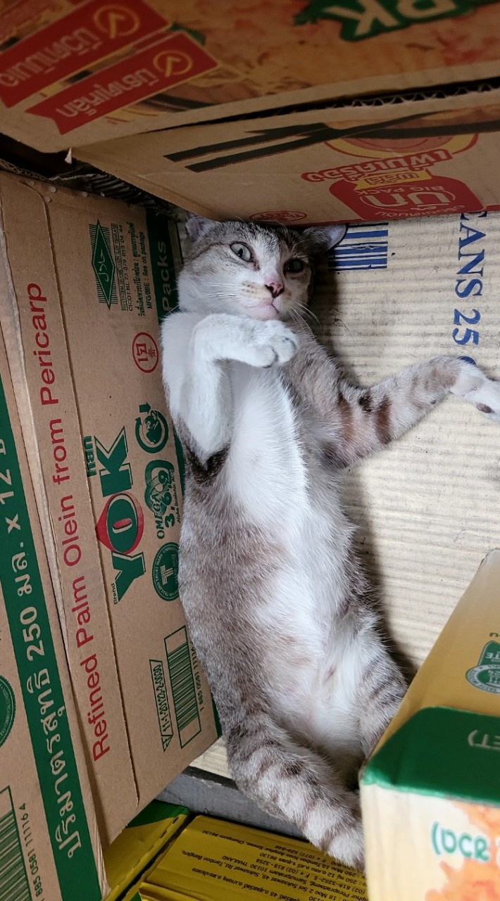 ปลาทูลูกตาต้า🐈