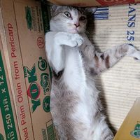ปลาทูลูกตาต้า🐈
