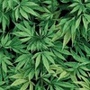 จุดชมกัญ420