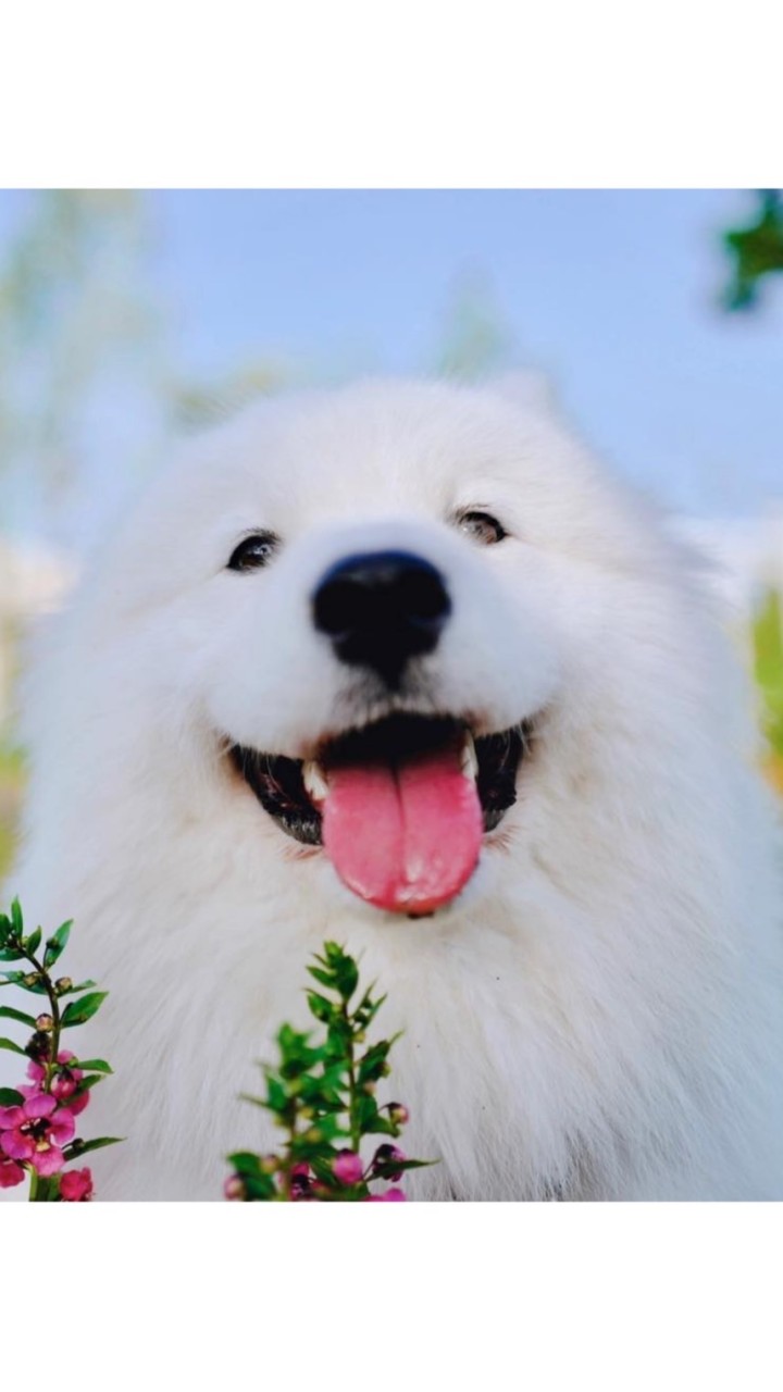 Mali The Samoyed