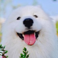 Mali The Samoyed