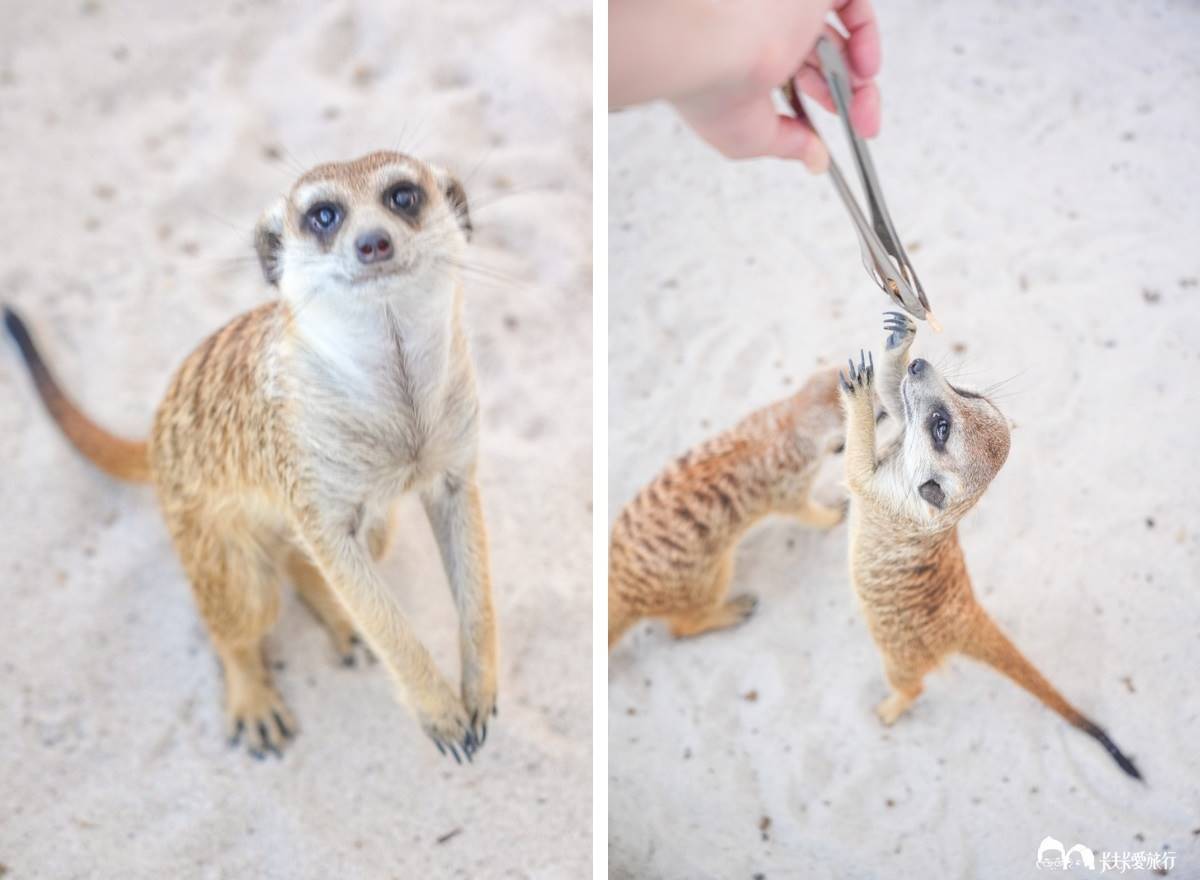 最低50元玩整天！2023新開幕６家「親子農場」：近距離餵水豚、１日小小蔥農