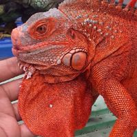 南鬣紅域