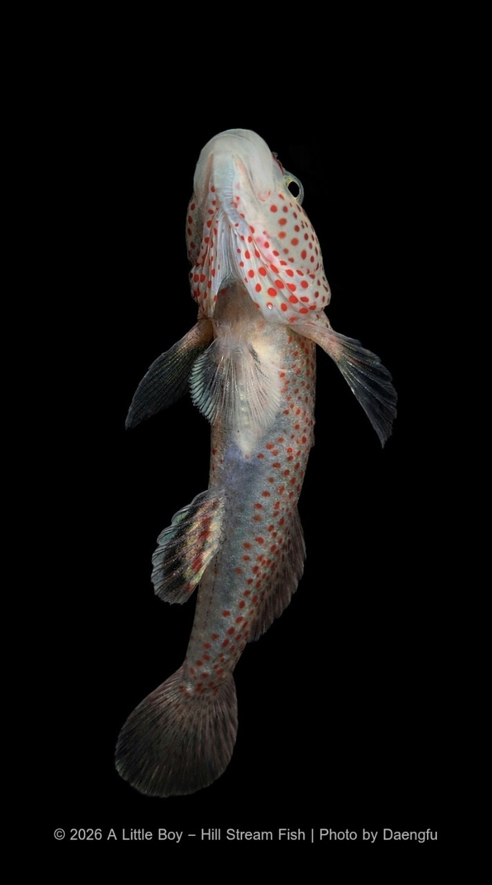 A little boy ปลาลำธาร