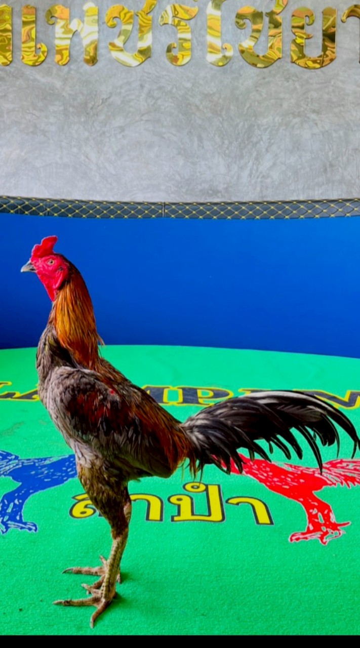 ก.เจริญไก่ชน 24