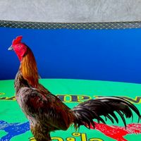 ก.เจริญไก่ชน 24