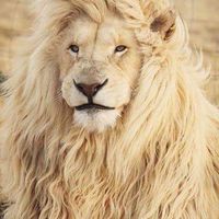 小獅女ㄟ美食旅遊村🦁️