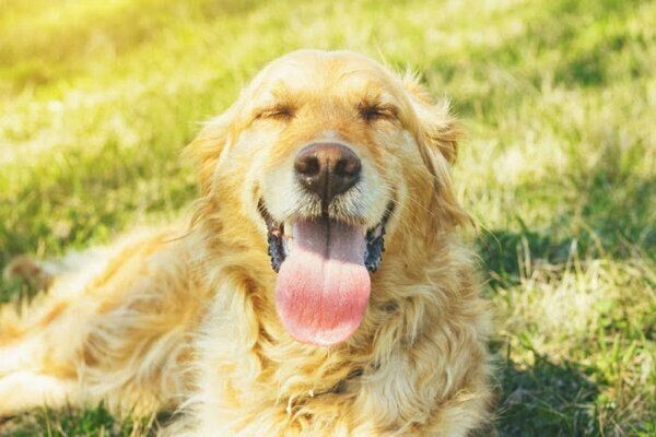 愛されるって幸せ 犬が好きな人にだけ見せる行動