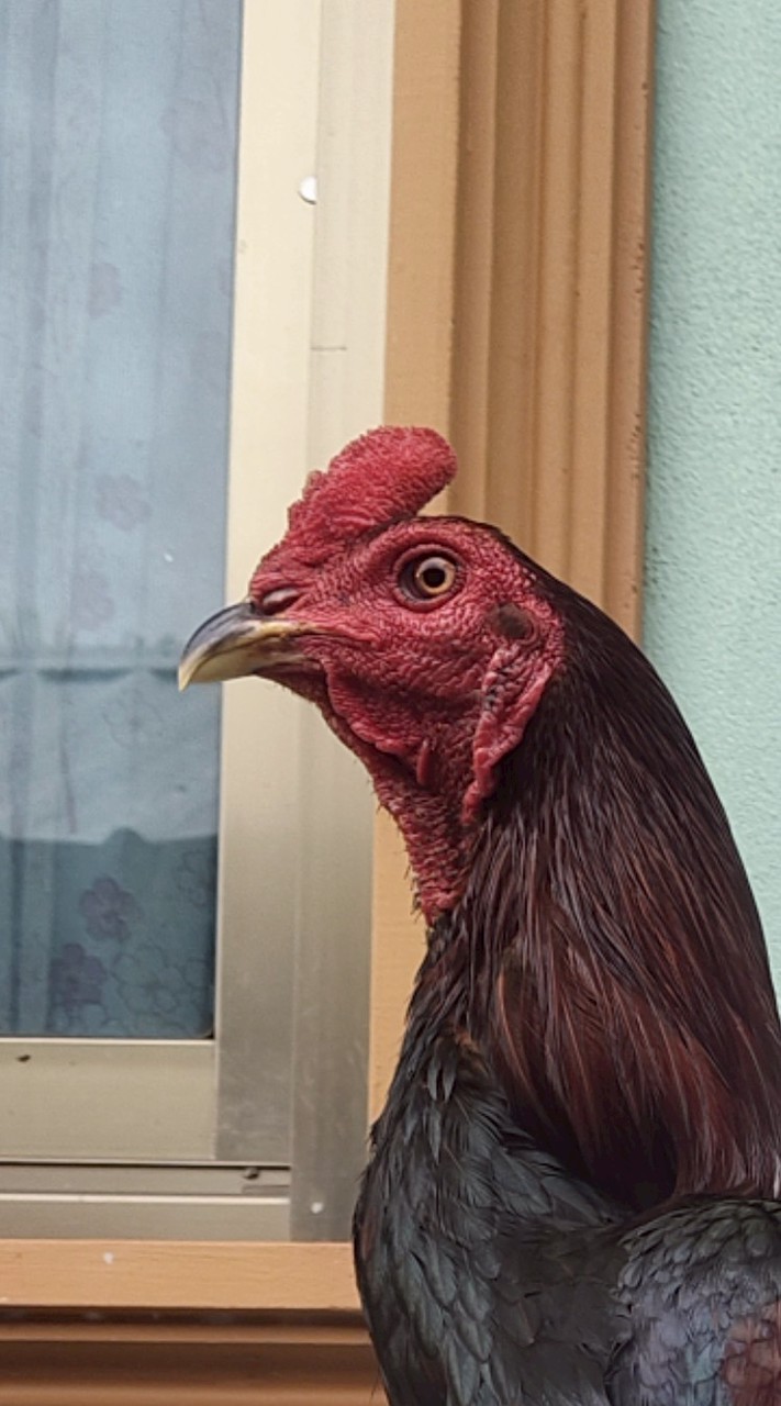 ซุ้ม.หัวจุก นครนายก