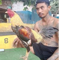 ไก่ชนพารารากหญ้า