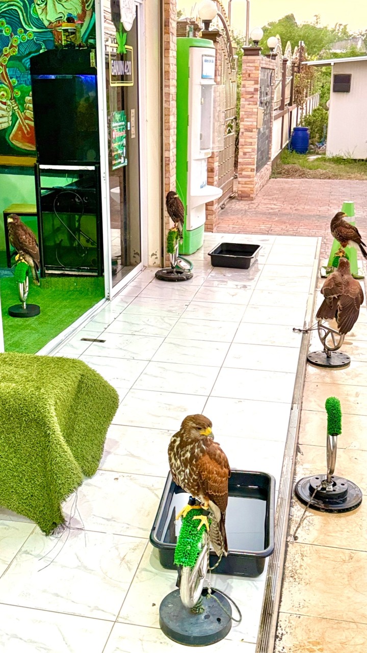 𝐇𝐀𝐖𝐊 𝗛𝗨𝗡𝗧𝗘𝗥 ɴᴀᴋʜᴏɴꜱᴀᴡᴀɴ 🦅