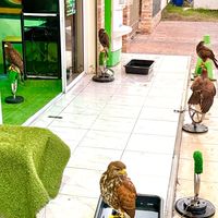 𝐇𝐀𝐖𝐊 𝗛𝗨𝗡𝗧𝗘𝗥 ɴᴀᴋʜᴏɴꜱᴀᴡᴀɴ 🦅