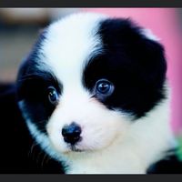 愛貝犬舍邊境牧羊犬