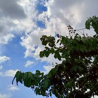 茶纖閣