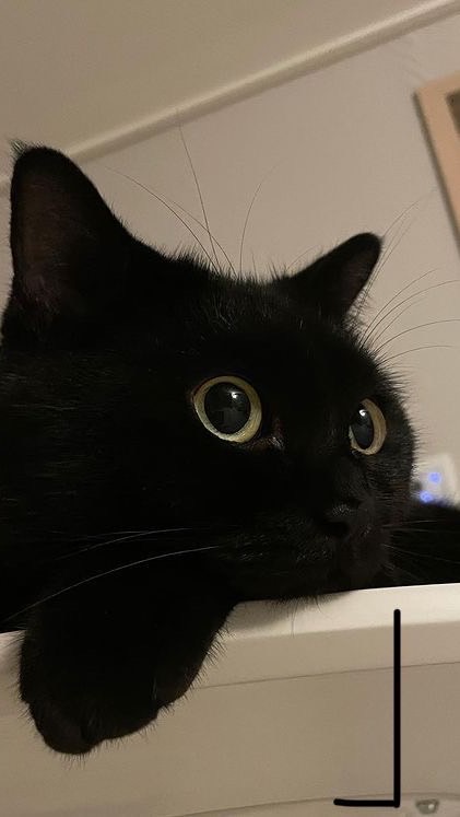 ปุ้งปิ้ง🐈‍⬛