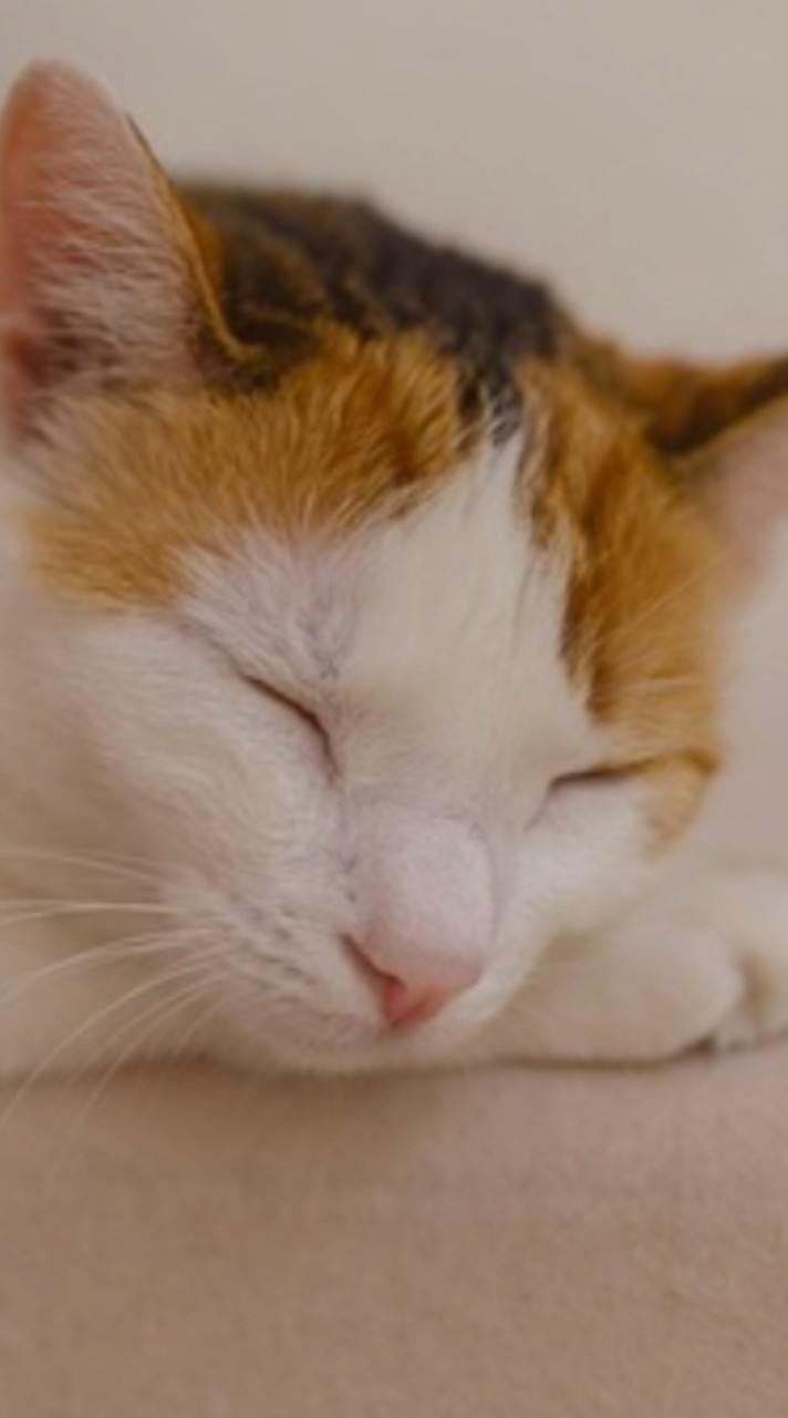 🐱貓貓🩷手作小窩🏡