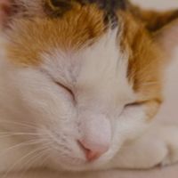 🐱貓貓🩷手作小窩🏡