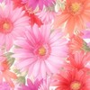 40代 50代の女子会部屋🌸 岡山倉敷福山🌸