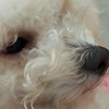 CODM  犬組本部