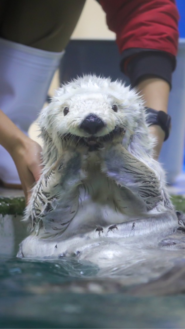 海獺群
