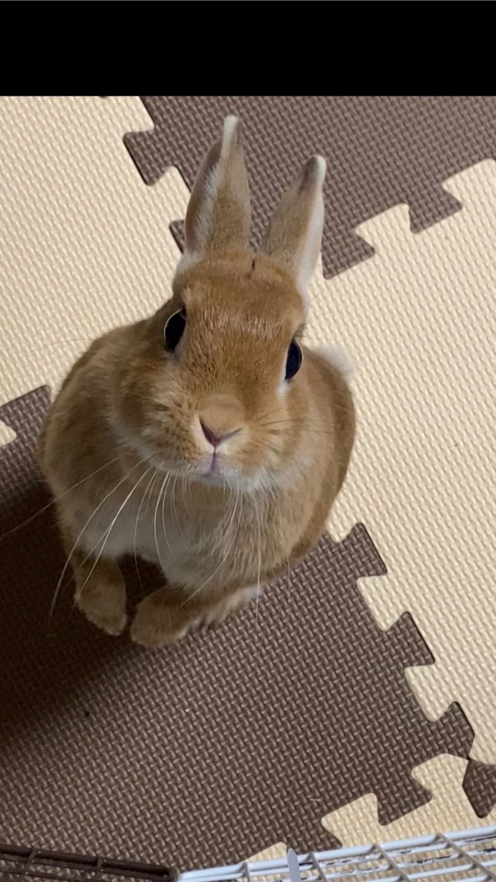 うさぎの世界🐇