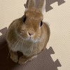 うさぎの世界🐇