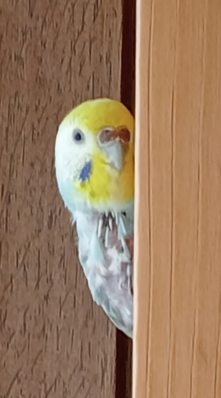 インコを飼っている人やインコ好きな人ルーム