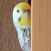 インコを飼っている人やインコ好きな人ルーム
