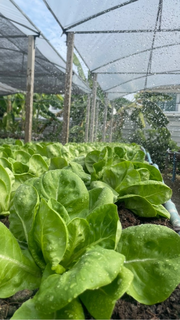 ผักอินทรีย์ราชบุรี