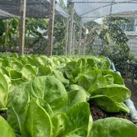 ผักอินทรีย์ราชบุรี