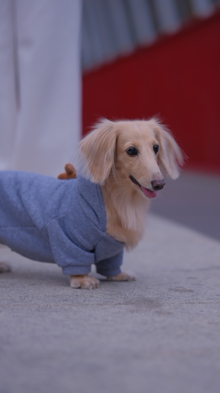 浪浪偏鄉園區救援小隊