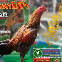 ซุ้ม.ว.เนรมิตร