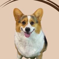 毛孩零食補給站