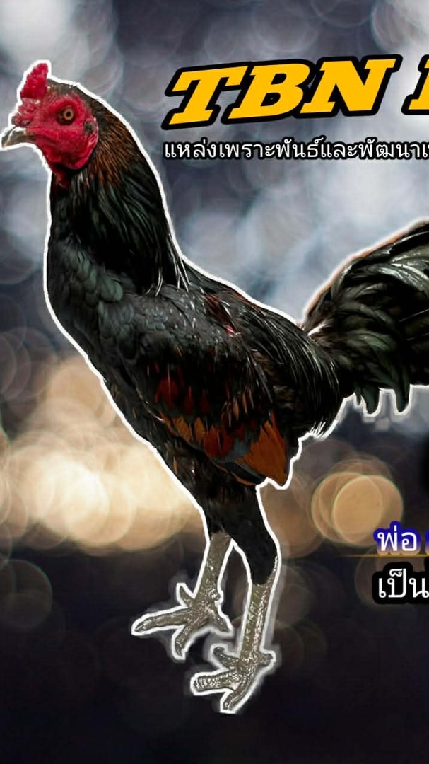 TBN.ฟาร์ม