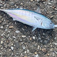 🐟北海岸🐟路亞-岸拋-沈底-浮標-磯釣-鐵板-釣魚