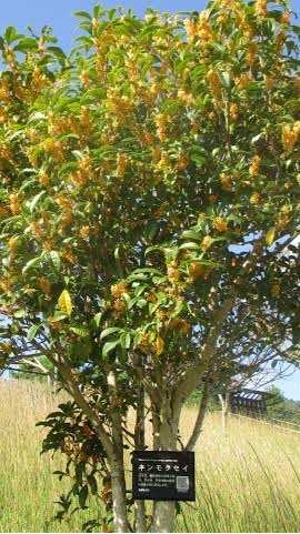 🌳金木犀の剣🌳のオープンチャット