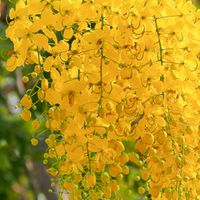 ราชพฤกษ์-บางใหญ่