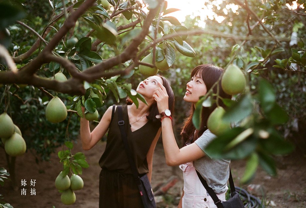 台南麻豆一日遊
