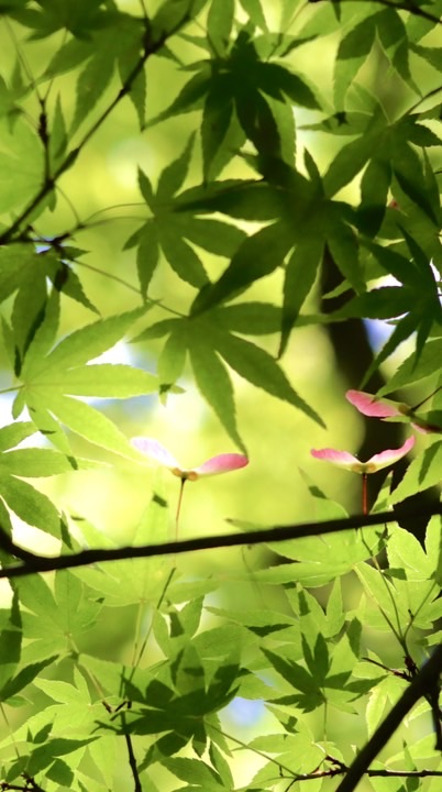 風景写真部《関西》