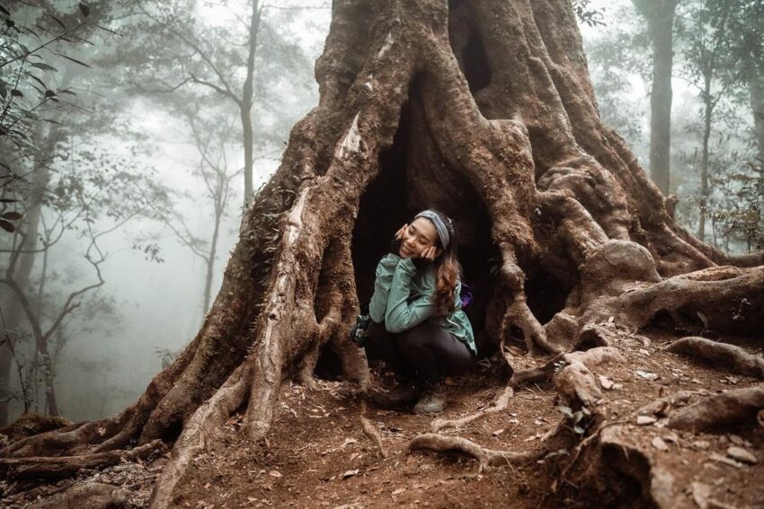 ▸新竹景點, ▸旅遊情報, 尖石鄉, 景點, 遊程 一日遊, 交通, 健行, 單程, 尖石, 尖石鄉, 巨木群, 新竹, 景點, 杉木, 步道, 海拔, 登山, 神木, 秘境, 行程, 路程, 部落, 露營, 高島景觀台 2022