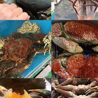 🦞尊泓水產 活體專賣🦞🦀️🦐🐟