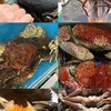 🦞尊泓水產 活體專賣🦞🦀️🦐🐟