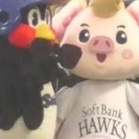 我らのホークス＆スワローズ！！育成事業関係者募集