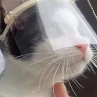 抗新冠-中醫資訊群