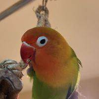 愛情鳥新手討論飼養分享
