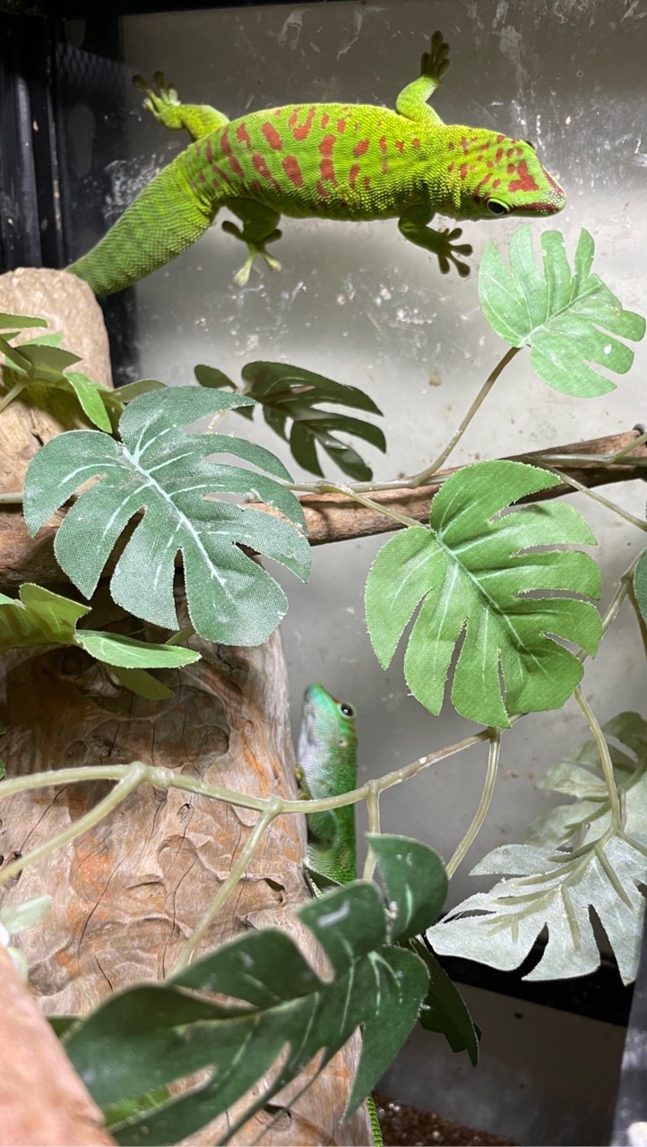 蜥旺爬蟲