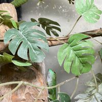 蜥旺爬蟲