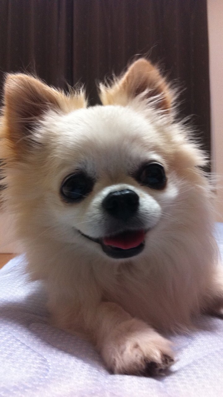 ワンニャン元気：犬と猫ペットの健康チャット