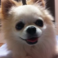 ワンニャン元気：犬と猫ペットの健康チャット