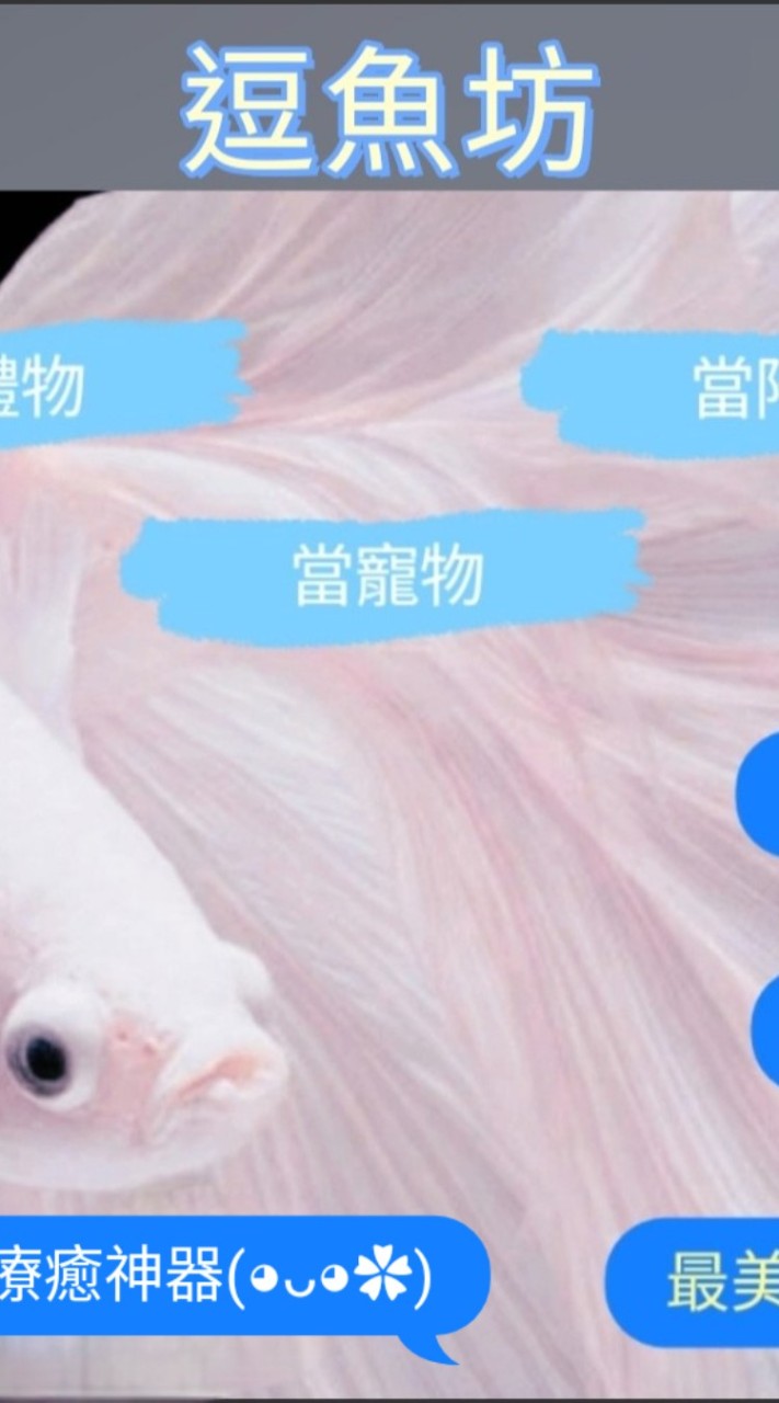 逗魚坊🐟上架區 夜市區